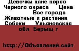 Девочки кане корсо. Черного окраса.  › Цена ­ 65 000 - Все города Животные и растения » Собаки   . Ульяновская обл.,Барыш г.